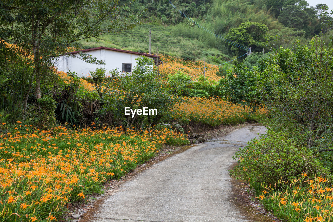 Road amidst plants and trees