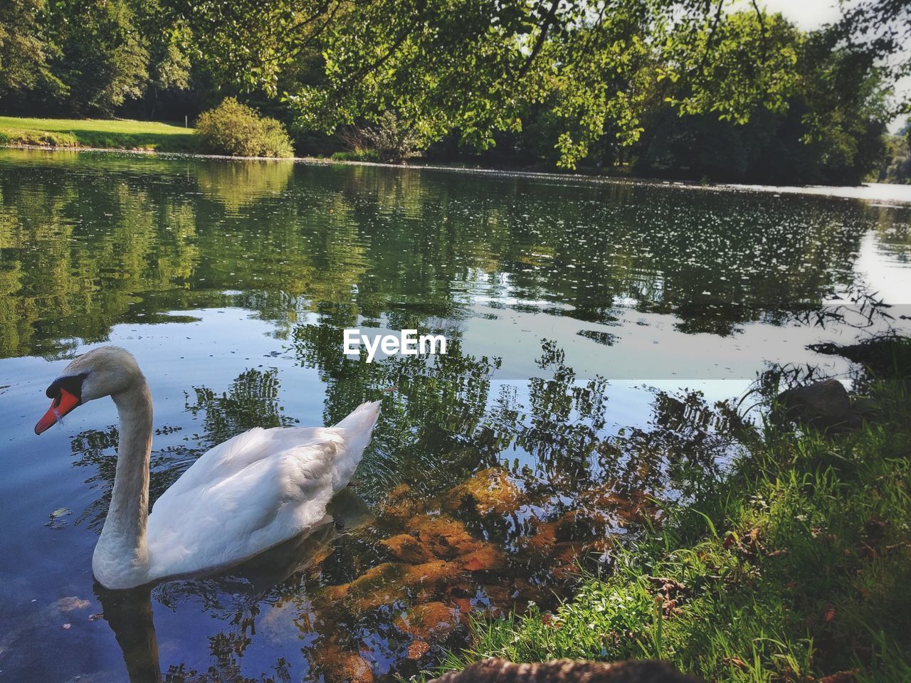 SWAN SWIMMING ON LAKE