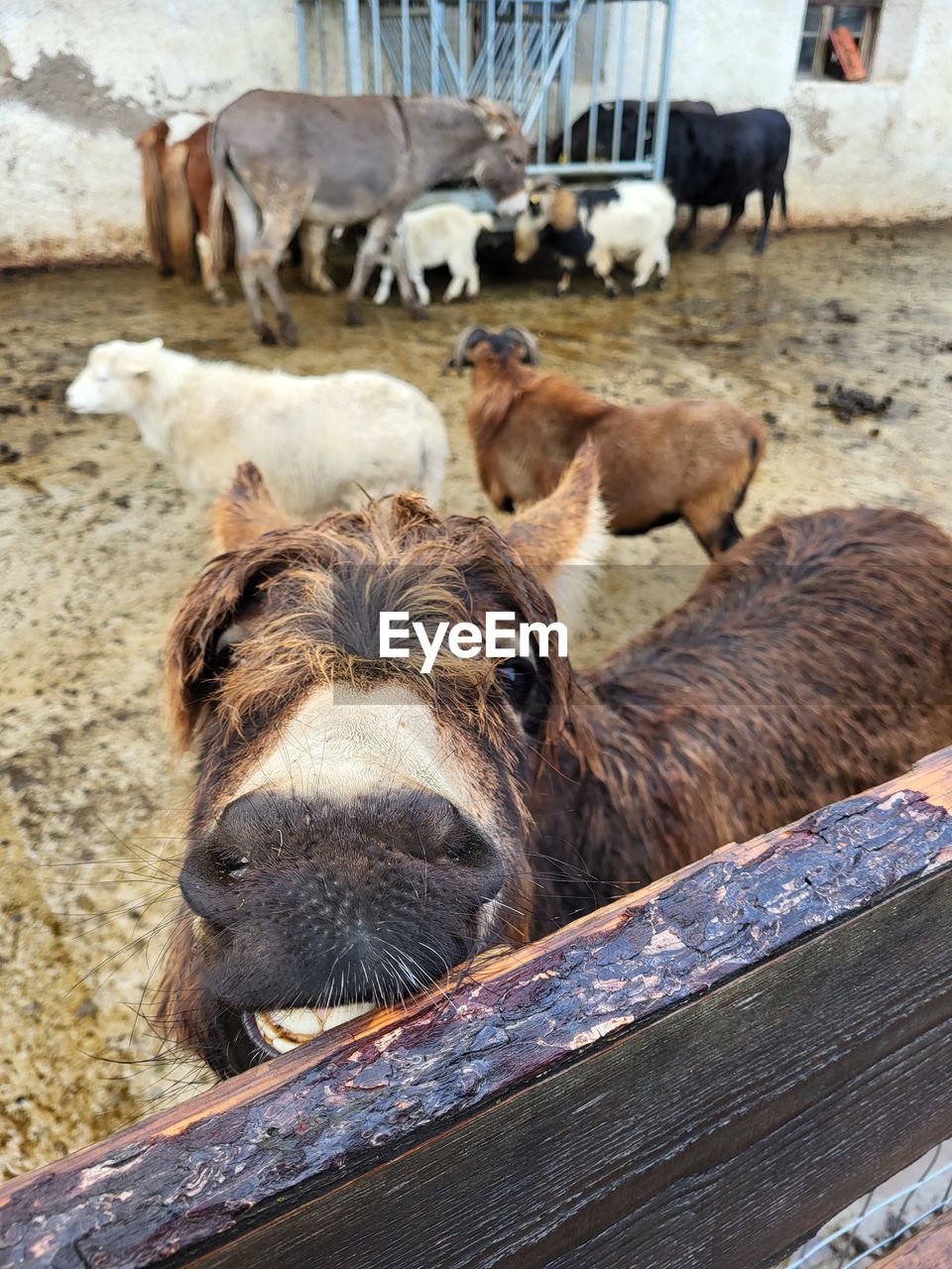 animal, animal themes, mammal, domestic animals, one animal, pet, no people, day, livestock, wood, high angle view, animal body part, animal wildlife, outdoors, nature, animal head, close-up