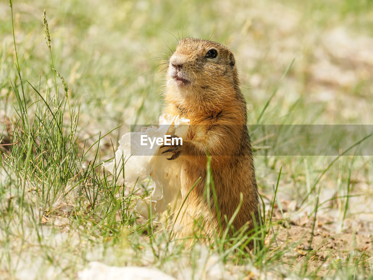 animal, animal themes, animal wildlife, mammal, prairie dog, wildlife, squirrel, one animal, grass, rodent, whiskers, nature, no people, prairie, plant, outdoors, selective focus, day, portrait, chipmunk, eating, land