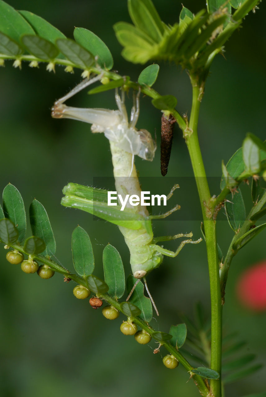 CLOSE-UP OF INSECT ON PLANTS