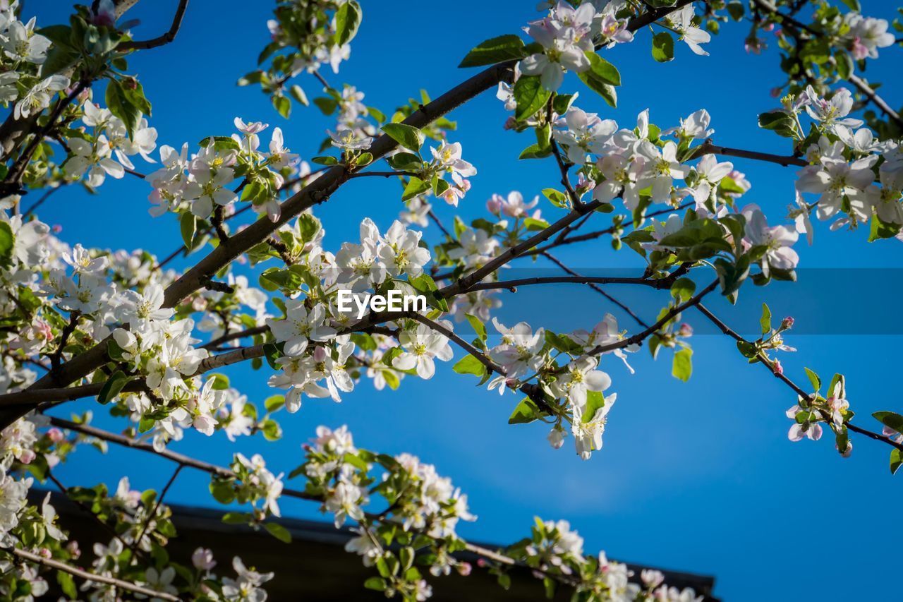 LOW ANGLE VIEW OF CHERRY BLOSSOMS IN SPRING