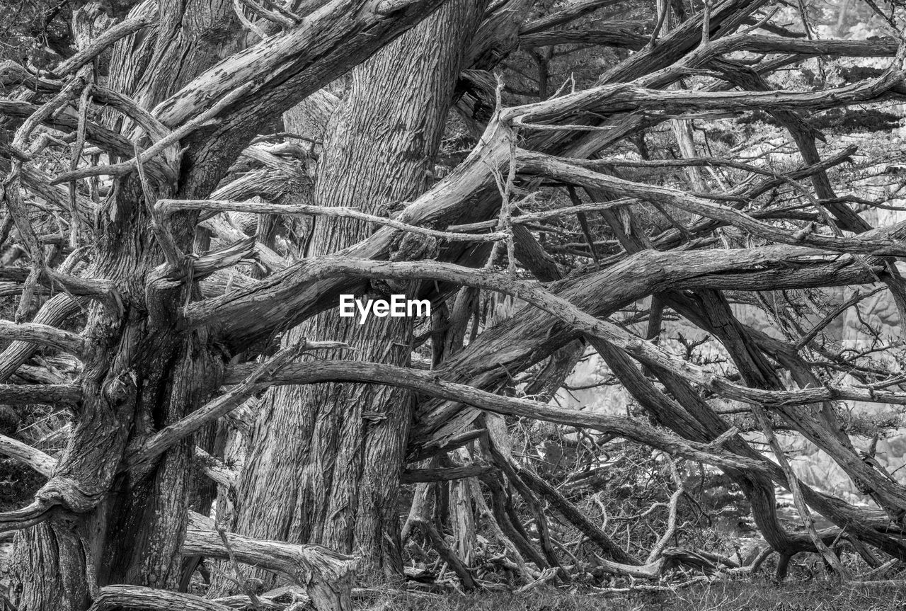 BARE TREES IN THE FOREST