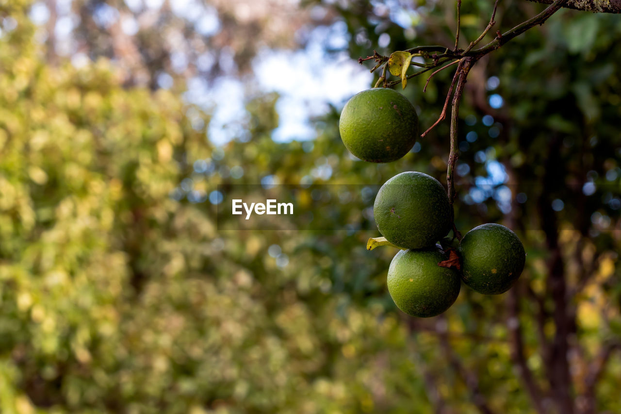 LOW ANGLE VIEW OF FRUITS ON TREE