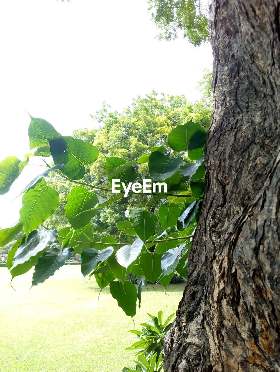 CLOSE-UP OF TREE TRUNK AGAINST SKY
