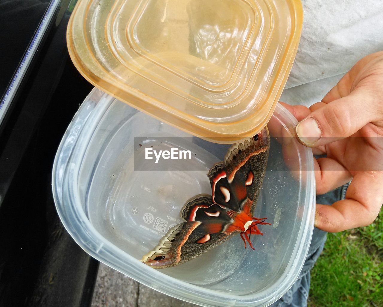 Man holding butterfly in container