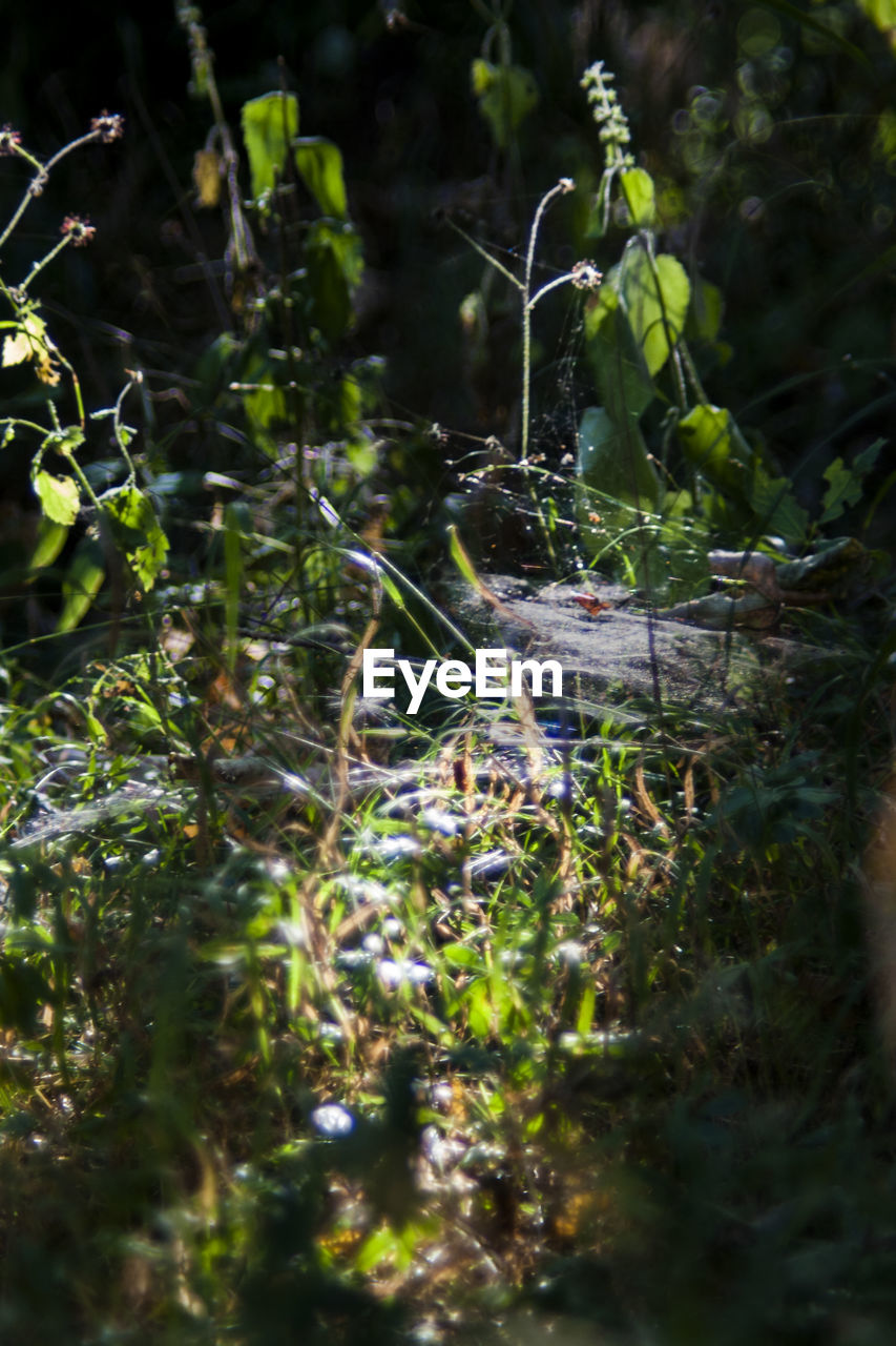 CLOSE-UP OF STREAM IN FOREST