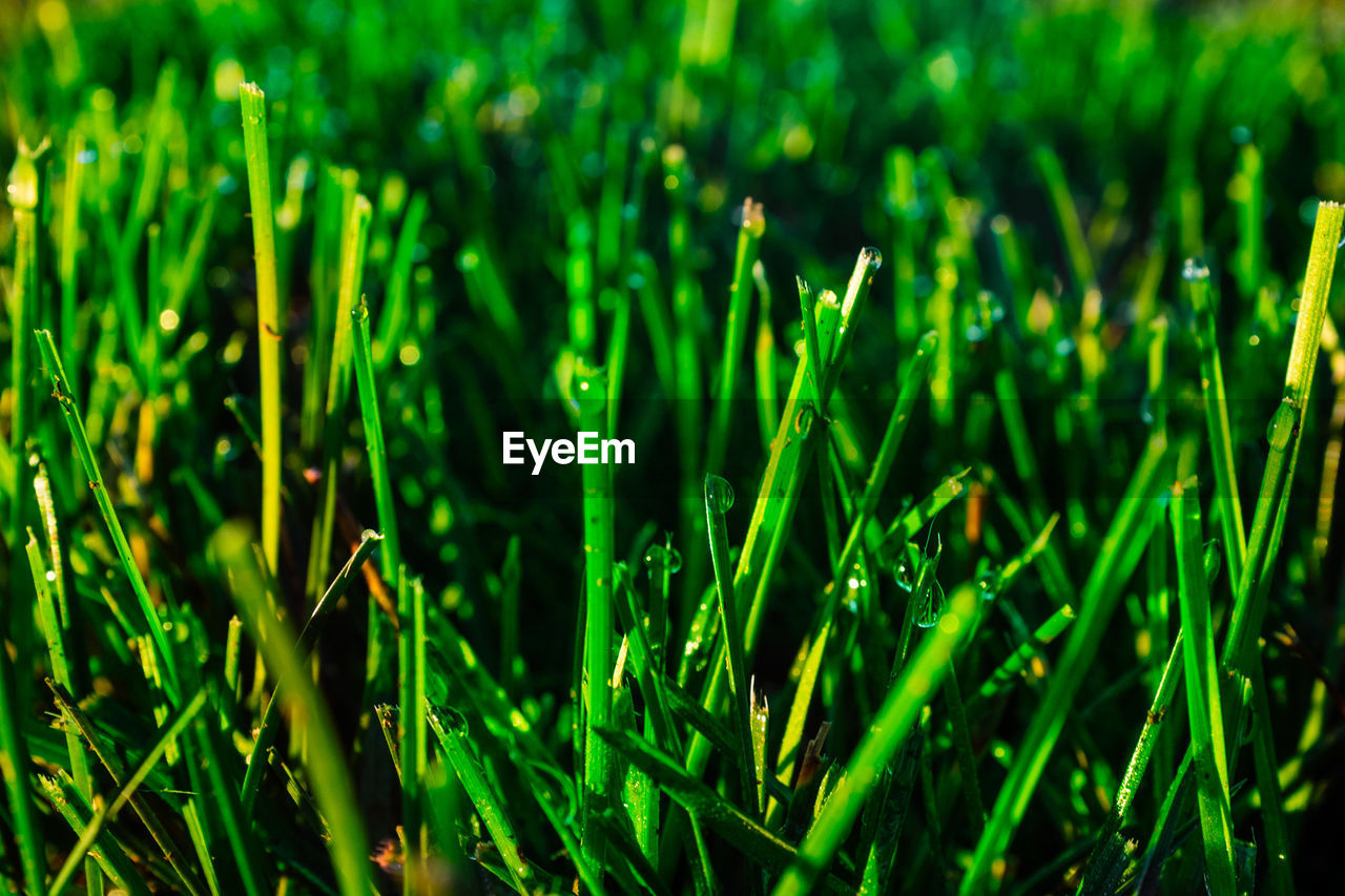 FULL FRAME SHOT OF FRESH GREEN GRASS IN FIELD