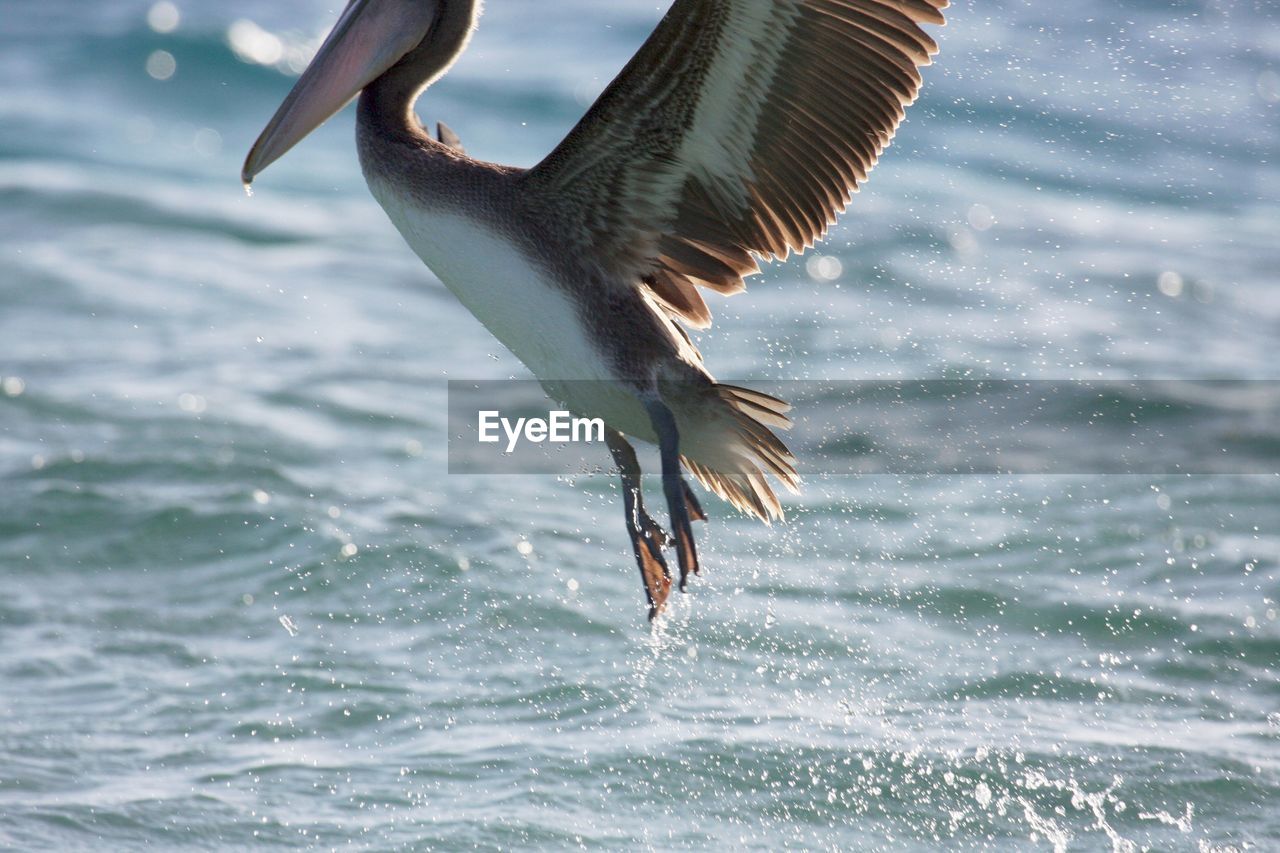 BIRD FLYING OVER SEA