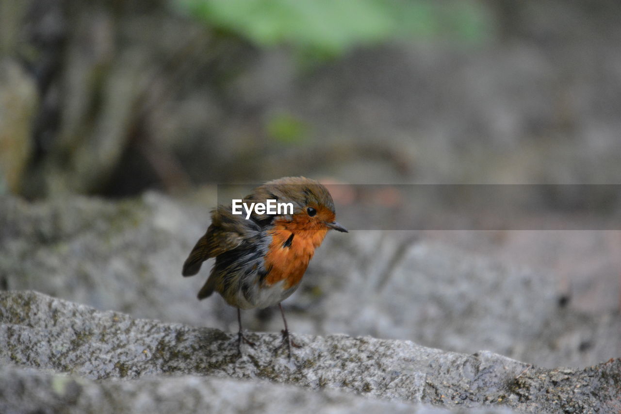 CLOSE-UP OF BIRD PERCHING ON WOOD