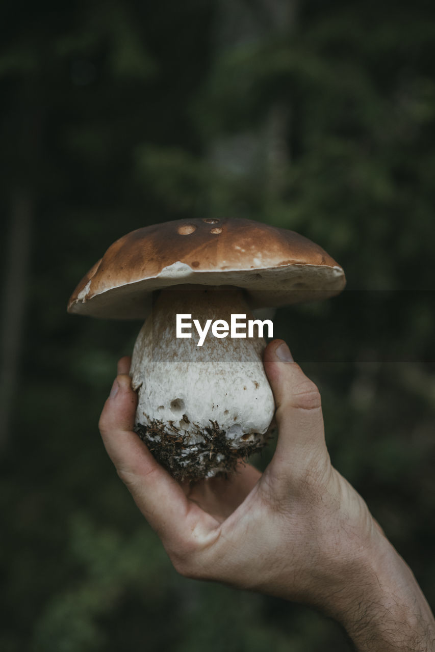 Cropped hand holding freshly harvested porcini mushroom