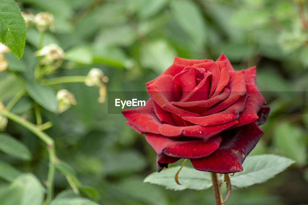 Close-up of red rose