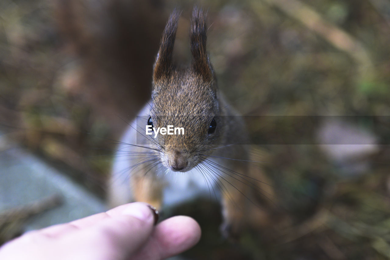 animal, animal themes, hand, one animal, animal wildlife, rodent, wildlife, mammal, squirrel, holding, one person, nature, close-up, finger, whiskers, animal body part, eating, outdoors, focus on foreground, day, chipmunk, food, personal perspective, cute