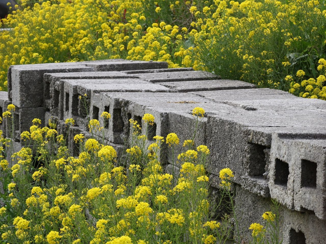 HIGH ANGLE VIEW OF YELLOW AND PLANTS