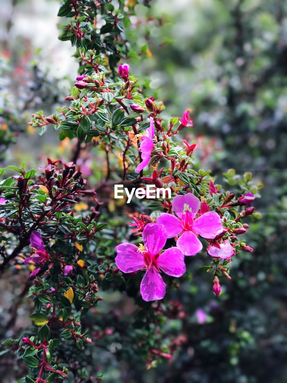 CLOSE-UP OF PINK BOUGAINVILLEA FLOWERS