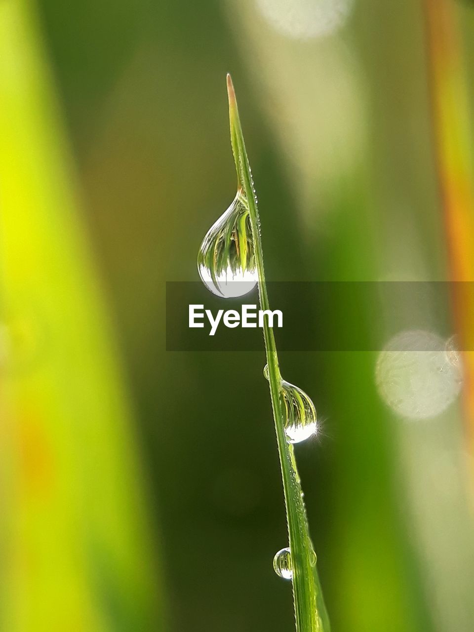 Close-up of raindrops on leaf