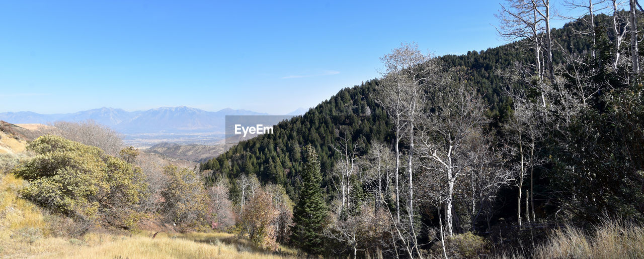 Panoramic shot of trees on mountain against sky