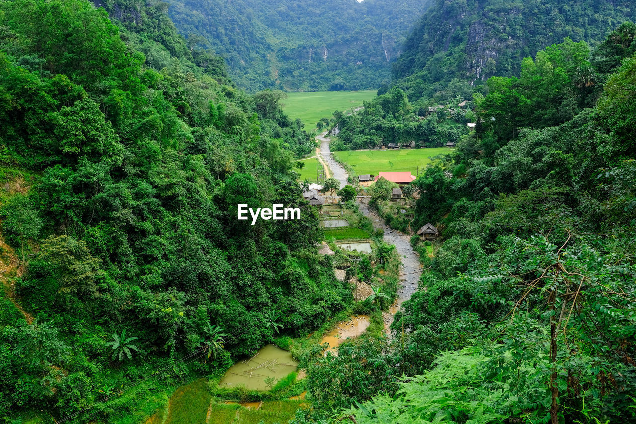 HIGH ANGLE VIEW OF LUSH FOLIAGE IN FOREST