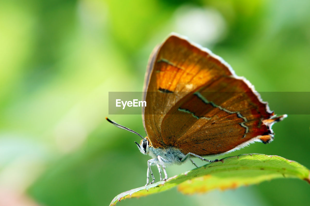 CLOSE-UP OF BUTTERFLY ON LEAF OUTDOORS