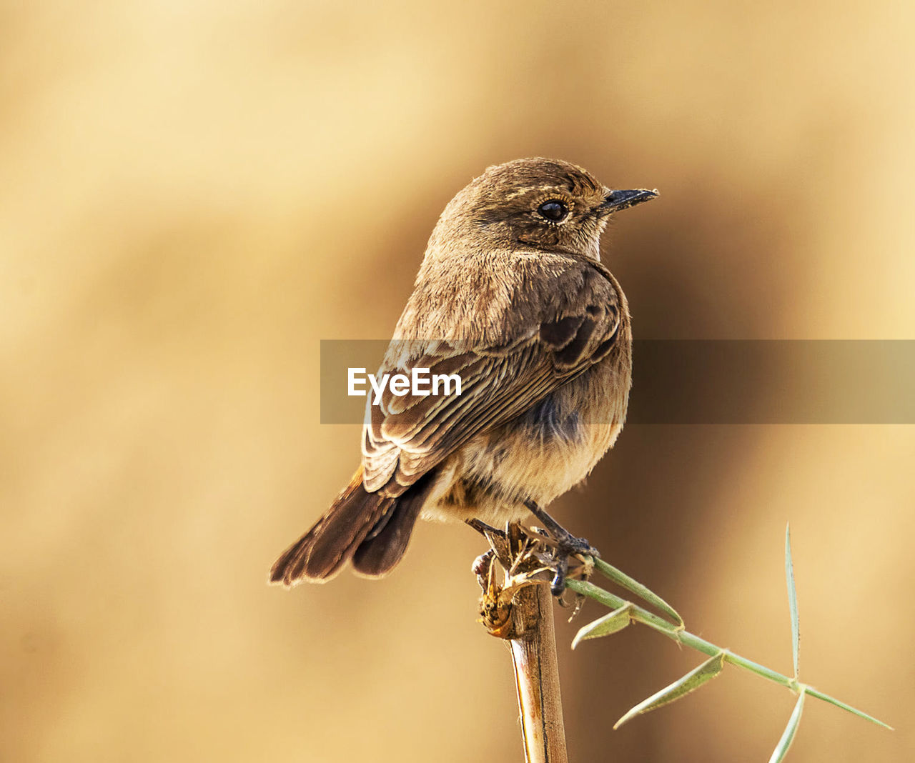 Close-up of bird perching on branch