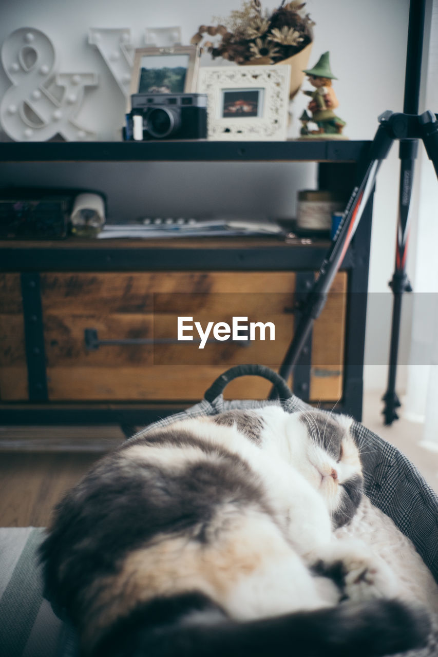 CAT SLEEPING IN THE HOME
