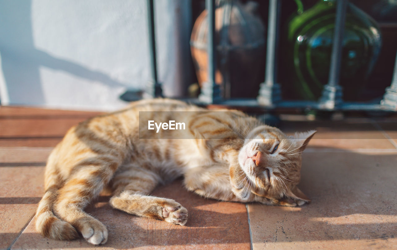 Cat sleeping on floor