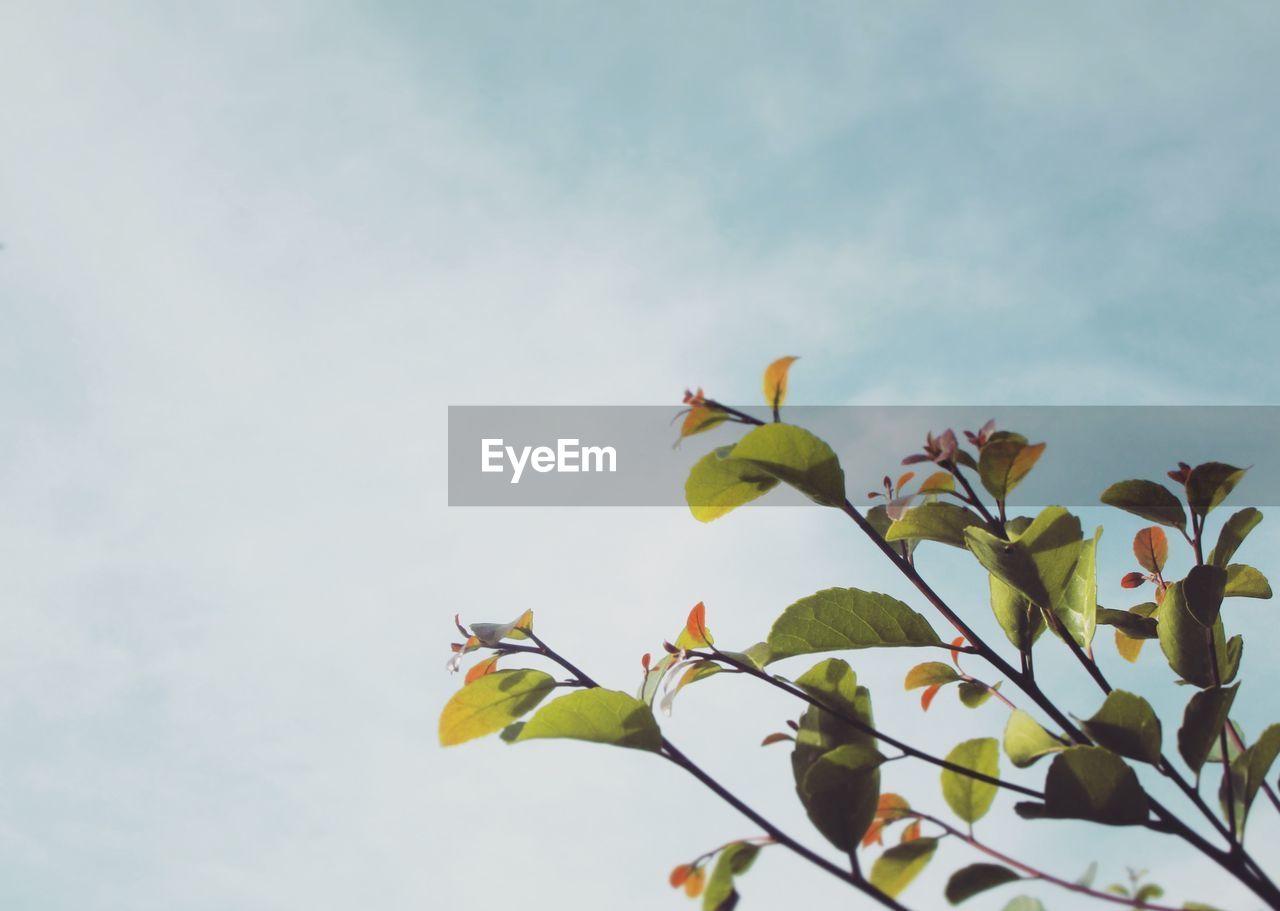 Low angle view of flowering plant against sky