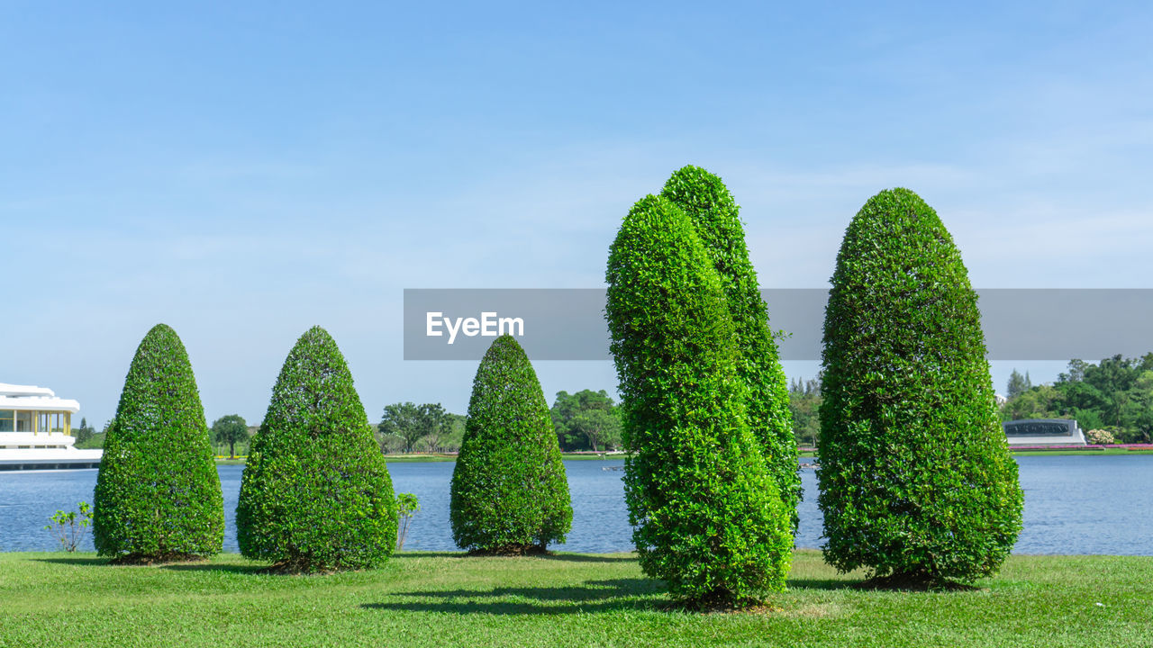 Group of ficus tree on smooth green grass lawn beside a lake under clear blue sky in the park