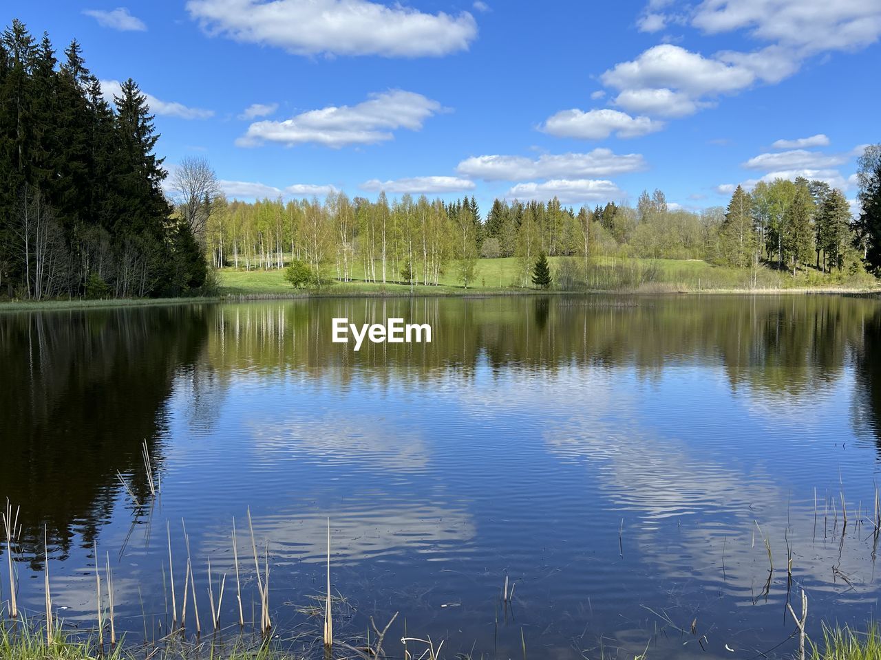 reflection, water, nature, lake, tree, plant, beauty in nature, tranquility, scenics - nature, body of water, tranquil scene, sky, no people, morning, natural environment, wetland, reflection lake, blue, sunlight, forest, day, non-urban scene, environment, landscape, outdoors, reservoir, wilderness, idyllic, standing water, cloud, travel destinations, land