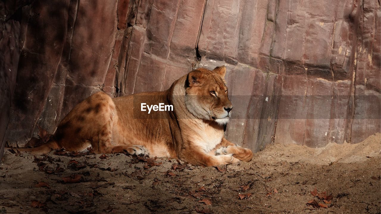 View of a lion looking away