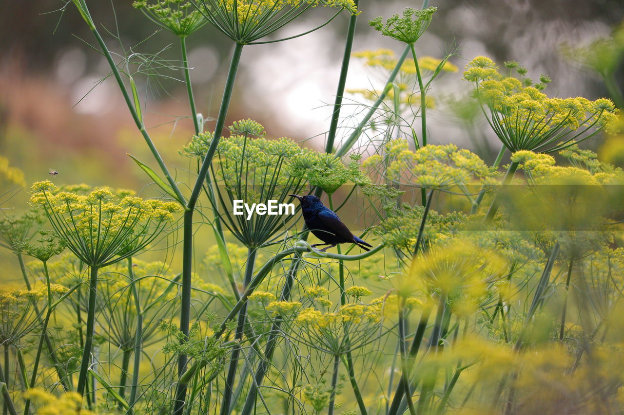 Little bright hummingbird sitting close to fennel flower, bird watching