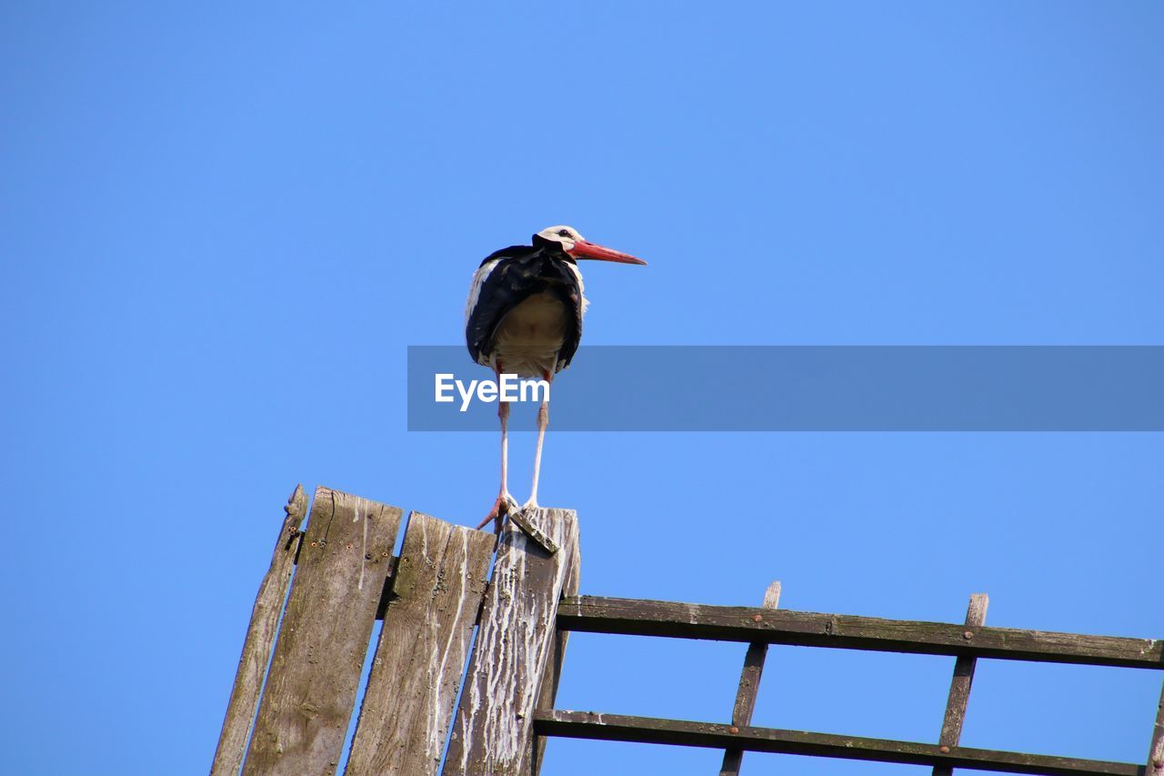 BIRD PERCHING ON WOODEN POST AGAINST SKY