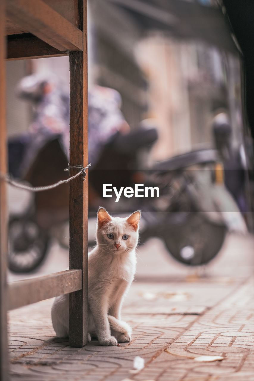 Portrait of cat sitting on floor