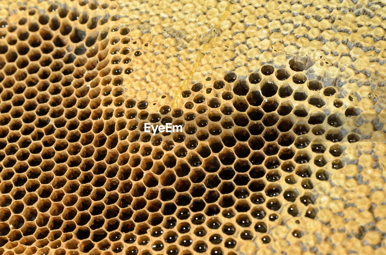 Frames of a bee hive
