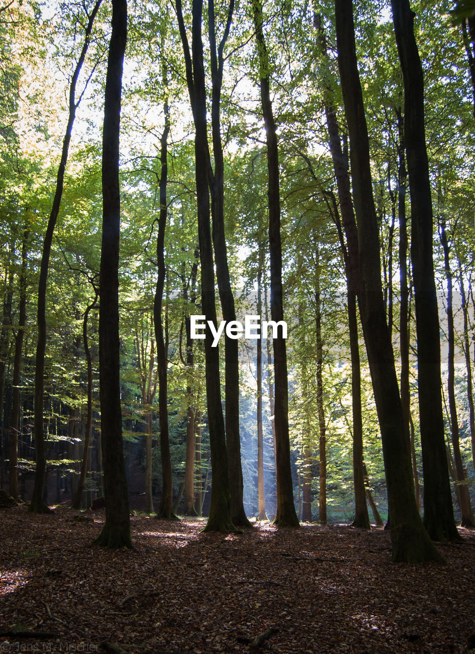 Low angle view of trees growing in forest