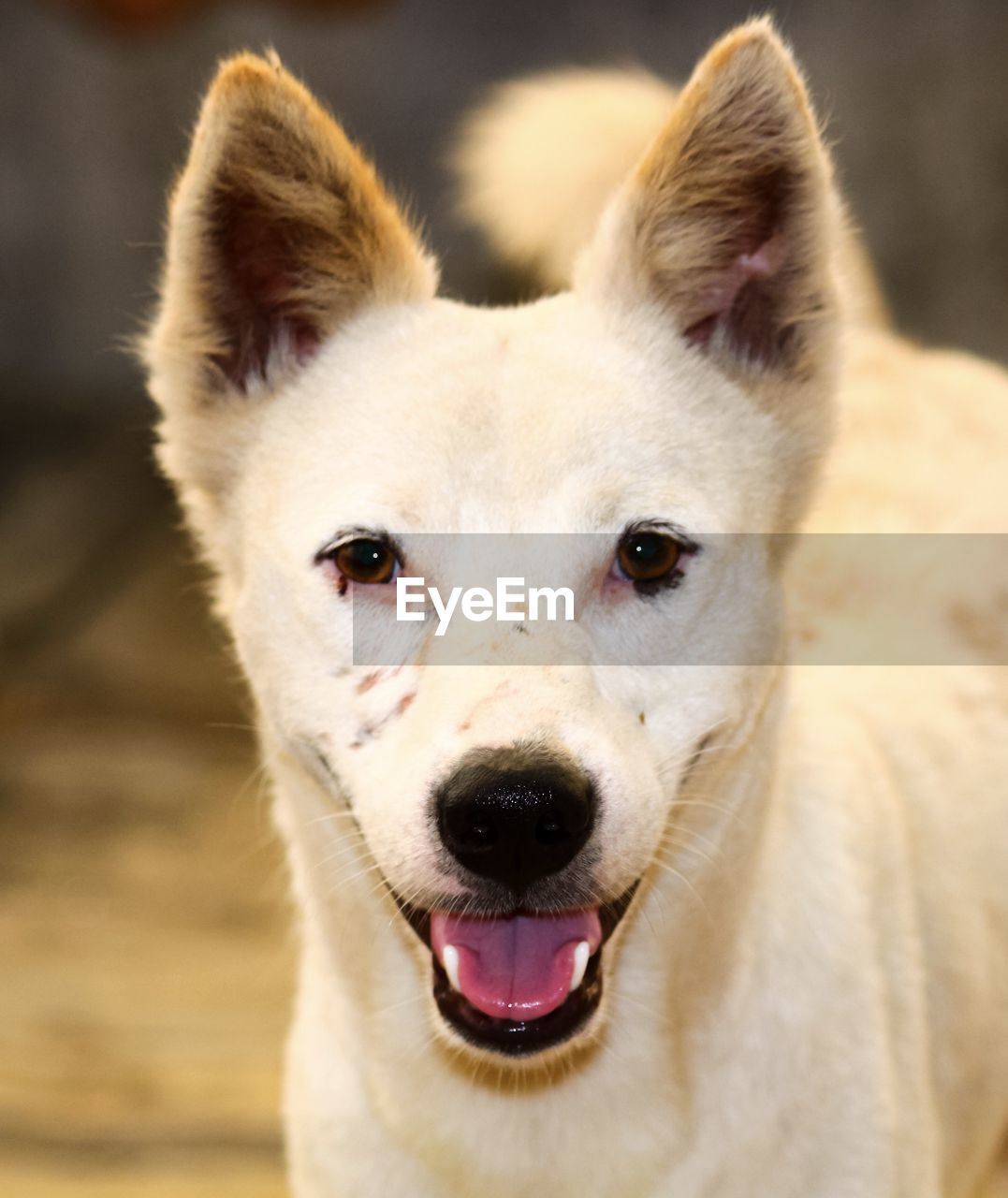 CLOSE-UP PORTRAIT OF DOG STICKING OUT TONGUE AT CAMERA