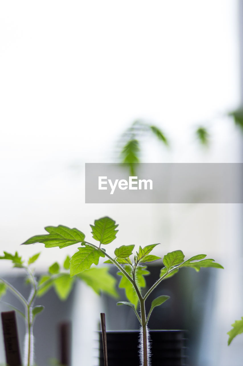 Close-up of potted tomato plant