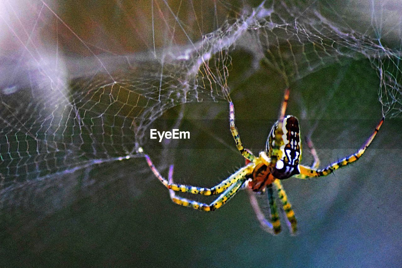 CLOSE-UP OF SPIDER AND WEB