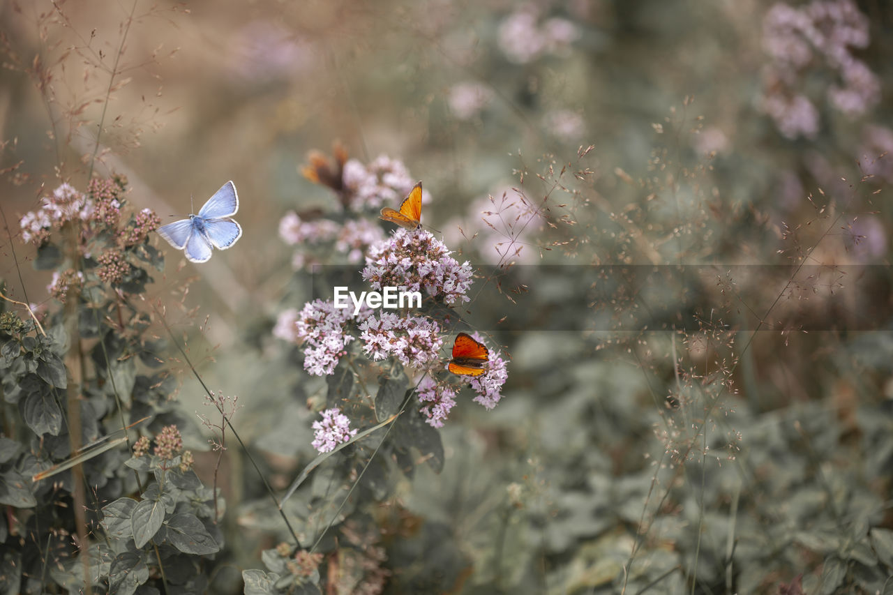 High angle view of butterflies pollinating on flowers