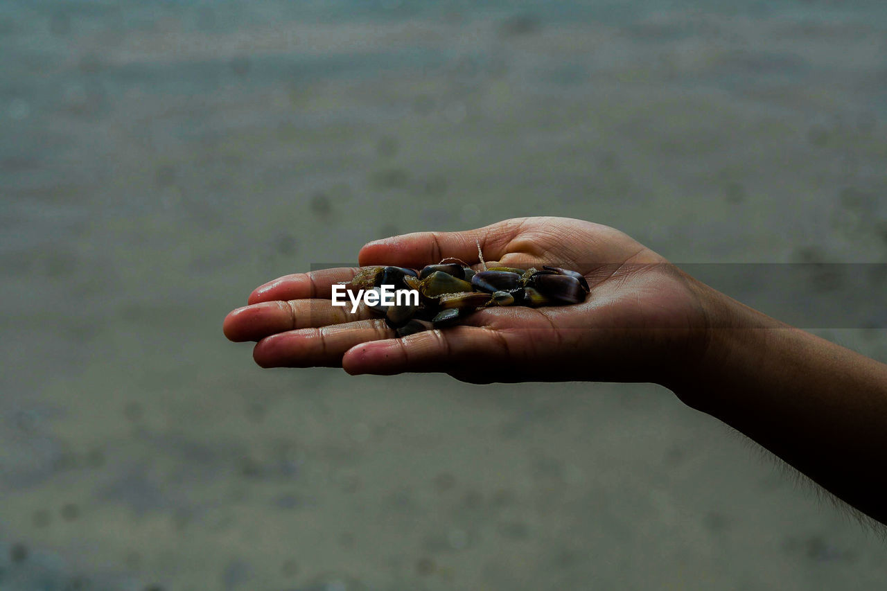 Cropped hand of woman holding stones at beach