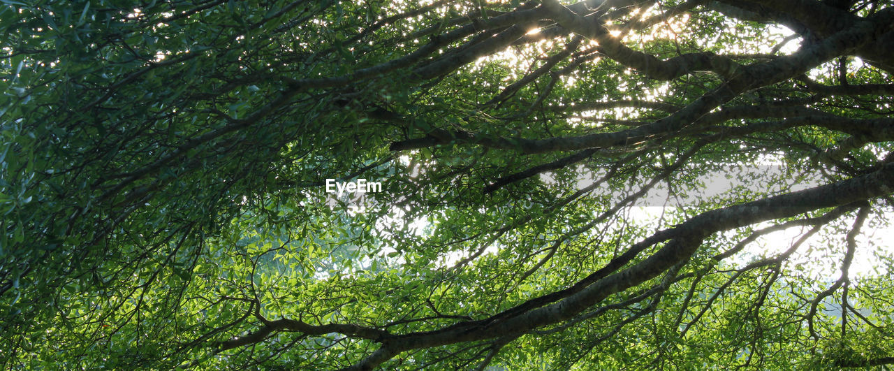 LOW ANGLE VIEW OF TREE TRUNK IN FOREST