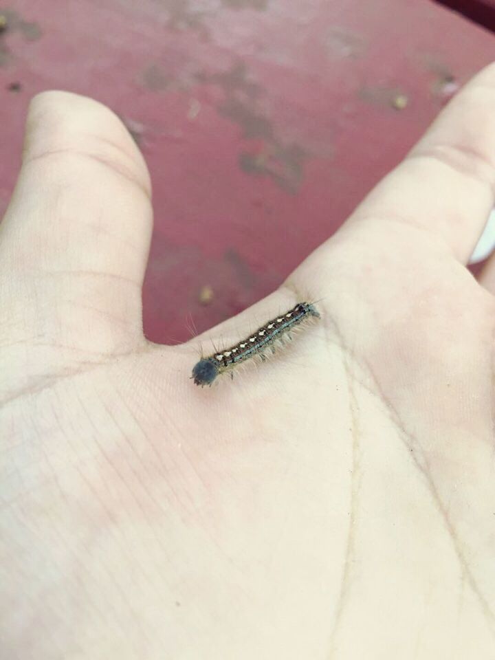 CLOSE-UP OF HUMAN HAND