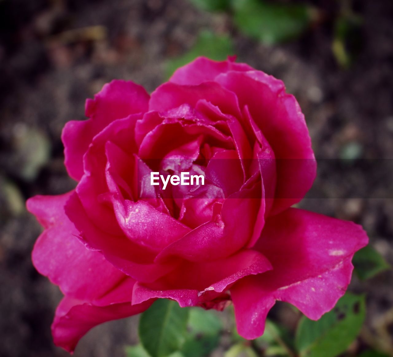 CLOSE-UP OF PINK ROSES