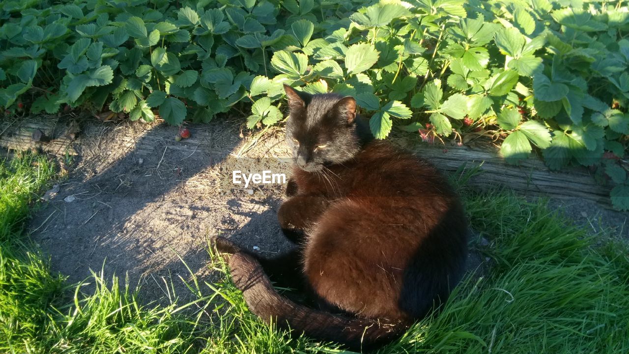 CAT SITTING ON PLANT