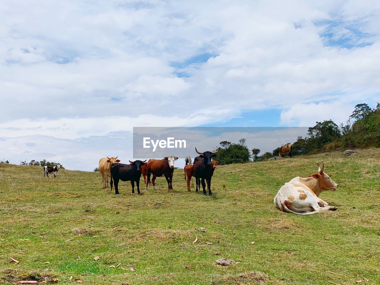 Cows resting in a field