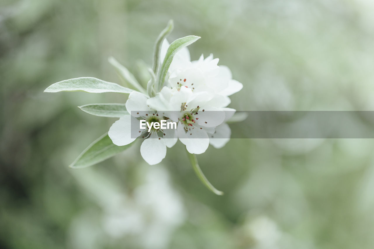 Close-up of white cherry blossom