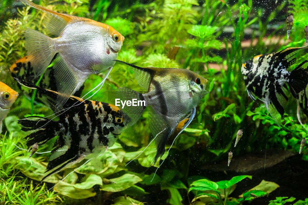 FISH IN SEA