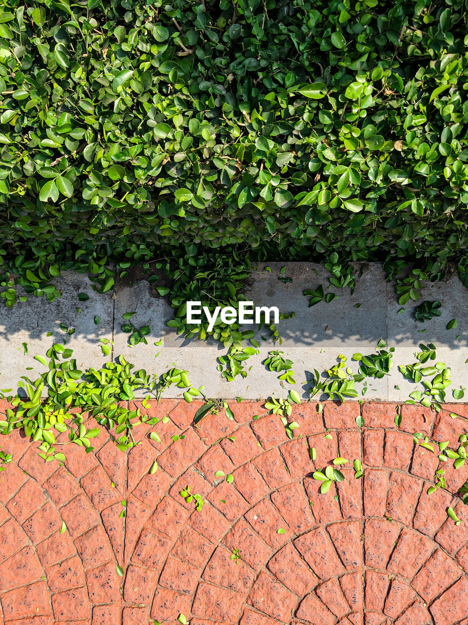 HIGH ANGLE VIEW OF IVY ON STONE WALL