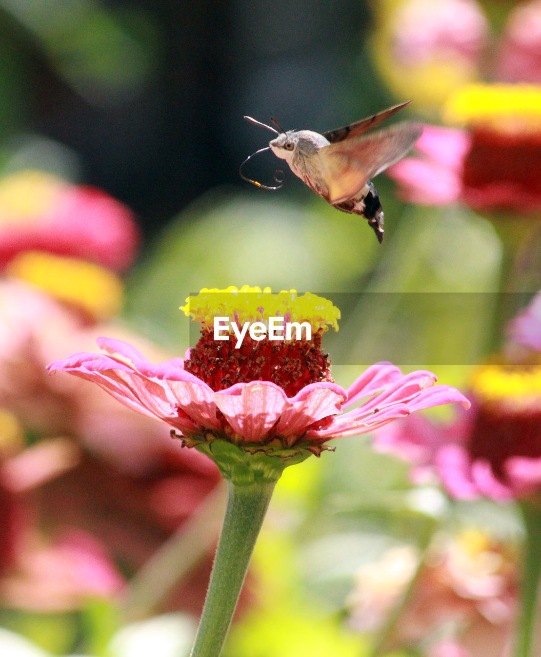 HONEY BEE ON PINK FLOWER