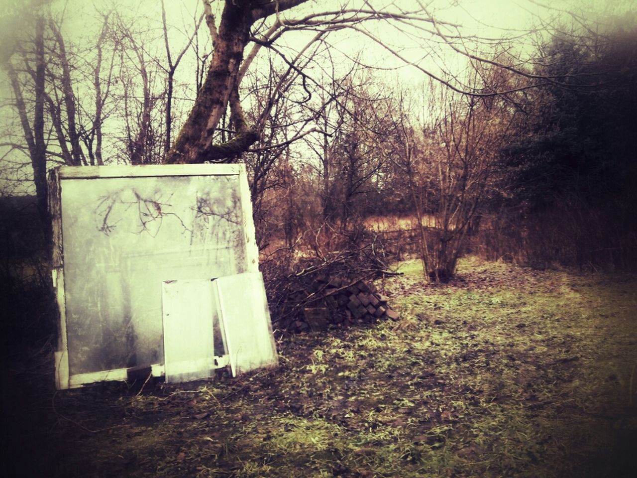 Messy glass against bare trees in yard